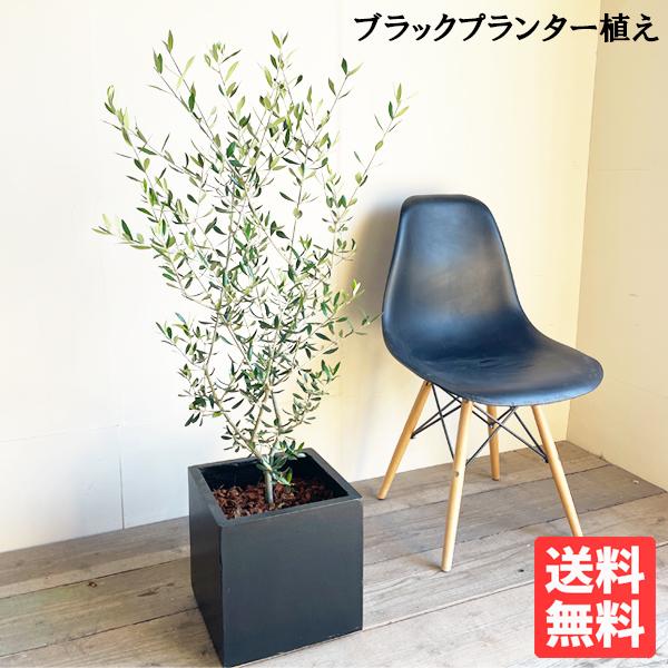 オリーブ オリーブの木 キューブブラック鉢植え 送料無料 育てやすい 本物 御祝 観葉植物 シンボルツリー  即日出荷