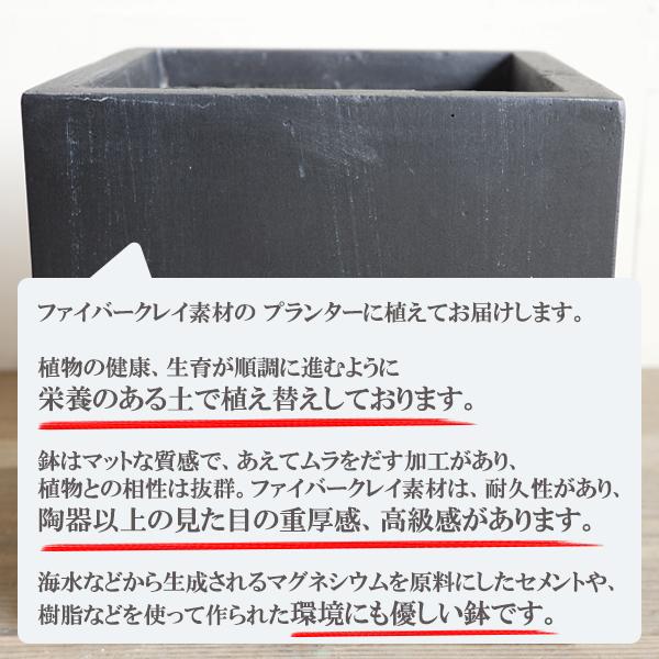 オリーブ オリーブの木 キューブブラック鉢植え 送料無料 育てやすい