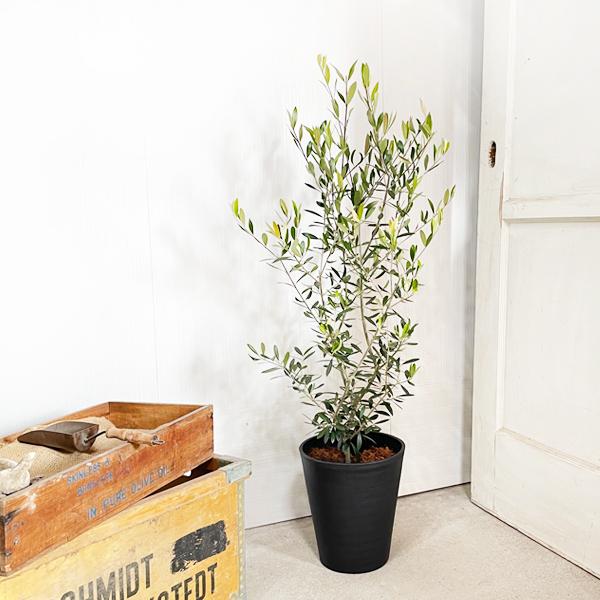 オリーブ ブラックセラアート鉢 送料無料 オリーブの木 観葉植物 中型 ８号 御祝 自宅用 Olive8serabk 観葉植物のパーフェクトグリーン 通販 Yahoo ショッピング