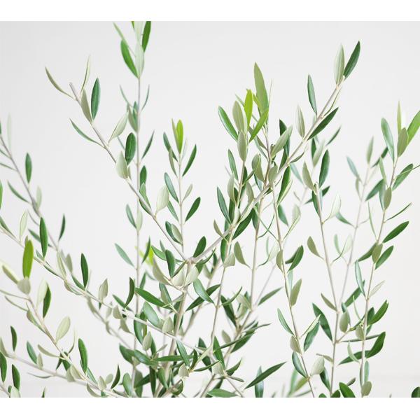 オリーブ ブラックセラアート鉢 送料無料 オリーブの木 観葉植物 中型