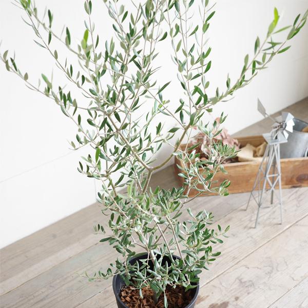 オリーブ ブラックセラアート鉢 送料無料 オリーブの木 観葉植物 中型