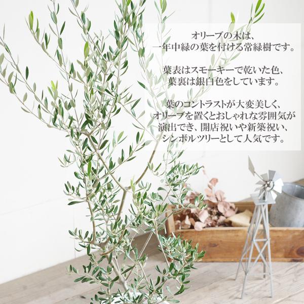 オリーブ ブラックセラアート鉢 送料無料 オリーブの木 観葉植物 中型