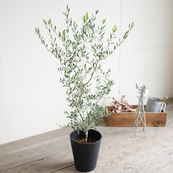 オリーブ ブラックセラアート鉢 送料無料 オリーブの木 観葉植物 中型