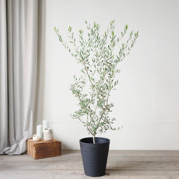 オリーブ ブラックセラアート鉢 送料無料 オリーブの木 観葉植物 中型