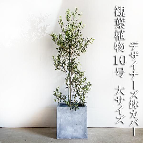 オリーブ オリーブの木 観葉植物 10号 大型 １０号 キューブ型 高級鉢カバー付 アッシュグレー おしゃれ 鉢植え 本物 大きい | 