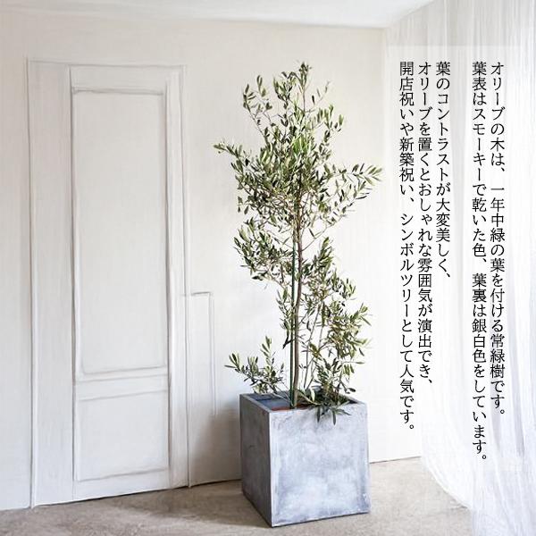 オリーブの木　10号　白色鉢植え　エルグレコ　H140 オリーブの木 10号 白色鉢植え エルグレコ H140 オリーブの木 10
