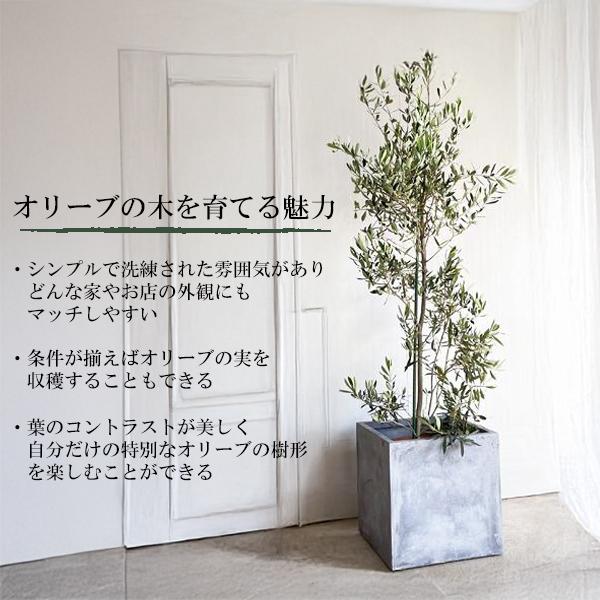 オリーブ オリーブの木 観葉植物 10号 大型 10号 キューブ型 高級鉢
