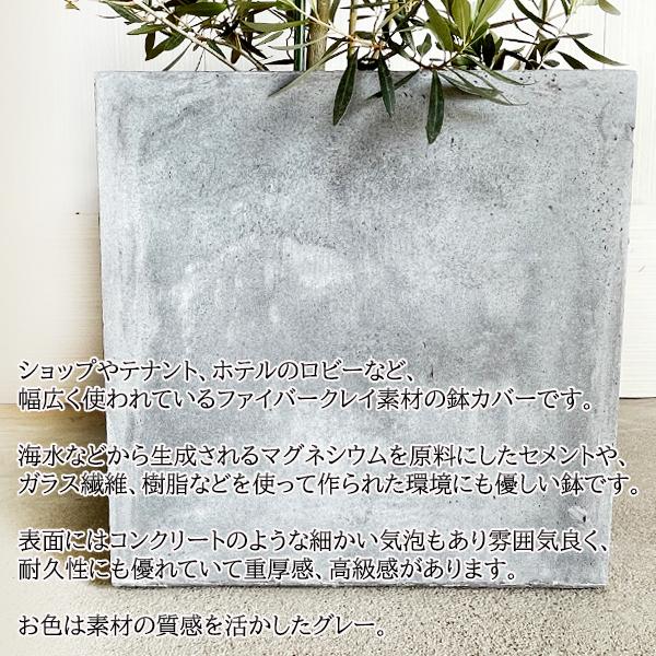 オリーブ オリーブの木 観葉植物 10号 大型 １０号 キューブ型 高級鉢カバー付 アッシュグレー おしゃれ 鉢植え 本物 大きい |  | 06