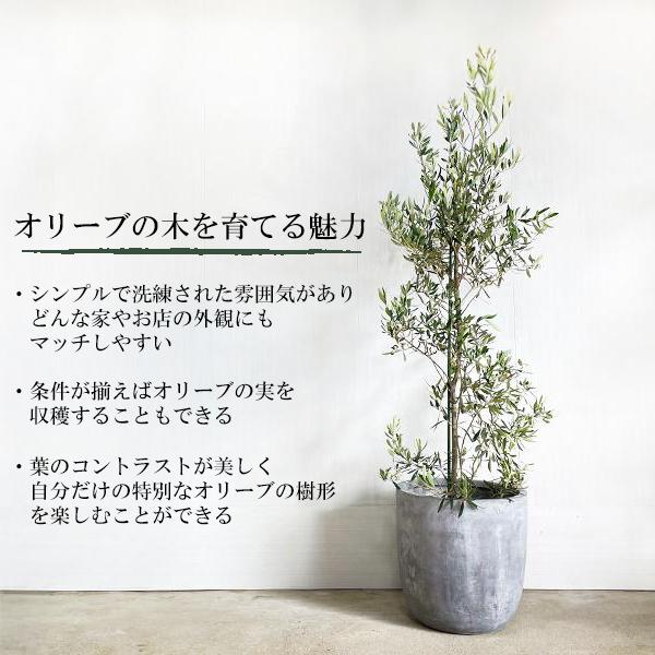 オリーブ オリーブの木 観葉植物 10号 大型 ラウンド型 高級鉢カバー付