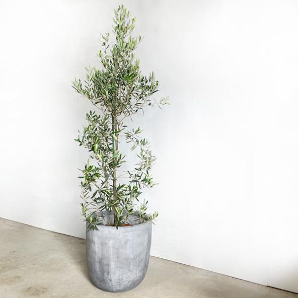 オリーブ オリーブの木 観葉植物 10号 大型 ラウンド型 高級鉢カバー付 アッシュグレー 鉢植え おしゃれ 鉢植え 本物 大きい |  | 03