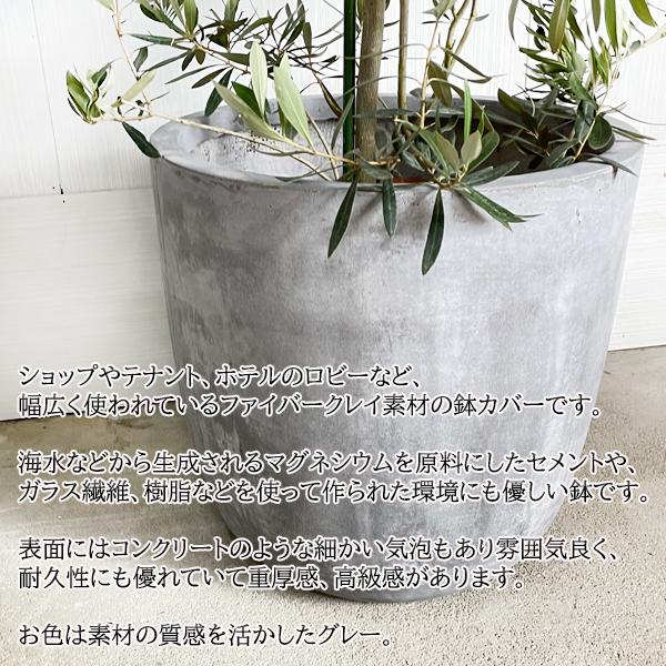オリーブの木 ファイバクレイ鉢カバー付き