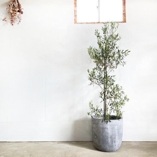 オリーブ オリーブの木 観葉植物 10号 大型 ラウンド型 高級鉢カバー付