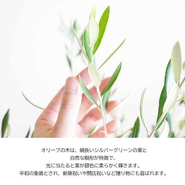 オリーブ ファイバー鉢植え アンティークフレンチ 送料無料 オリーブの
