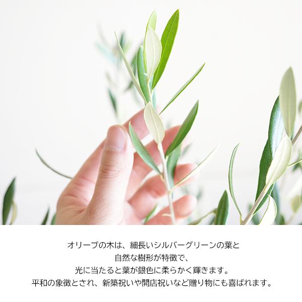 オリーブの木 モスポット テラコッタ鉢植え 送料無料 鉢植え 観葉植物 おしゃれ インテリア 小型 ミニ オリーブ 即日出荷 |  | 01