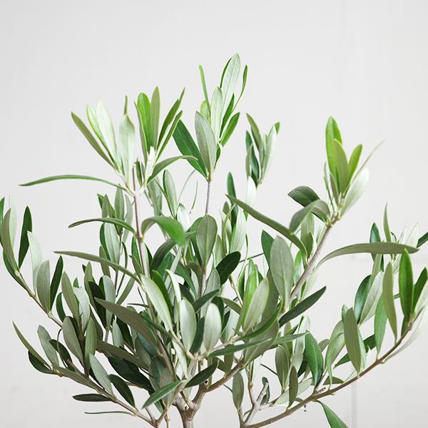 オリーブの木 モスポット テラコッタ鉢植え 送料無料 鉢植え 観葉植物 おしゃれ インテリア 小型 ミニ オリーブ 即日出荷 |  | 02