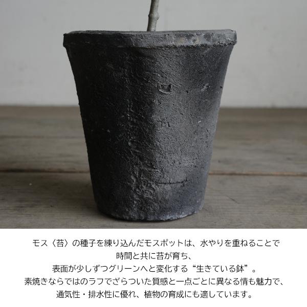 オリーブの木 モスポット テラコッタ鉢植え 送料無料 鉢植え 観葉植物 おしゃれ インテリア 小型 ミニ オリーブ 即日出荷 |  | 03