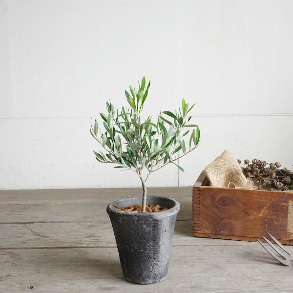 オリーブの木 モスポット テラコッタ鉢植え 送料無料 鉢植え 観葉植物 おしゃれ インテリア 小型 ミニ オリーブ 即日出荷 |  | 05