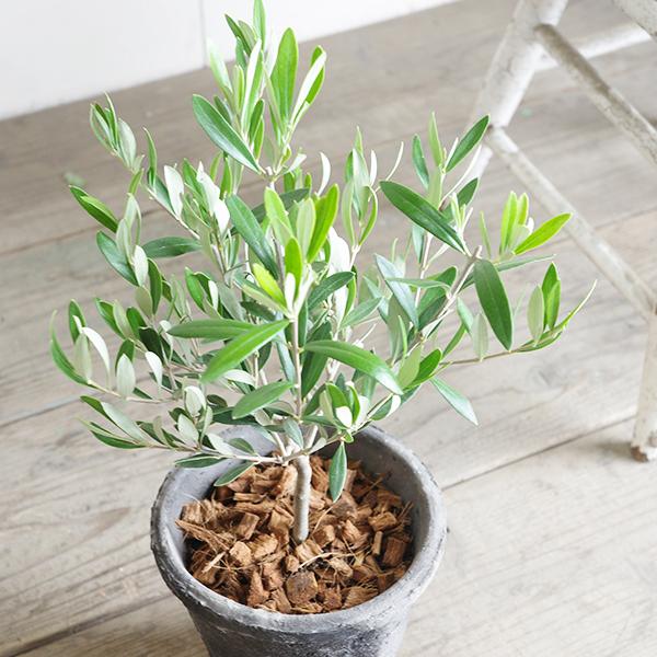 オリーブの木 モスポット テラコッタ鉢植え 送料無料 鉢植え 観葉植物 おしゃれ インテリア 小型 ミニ オリーブ 即日出荷 |  | 07