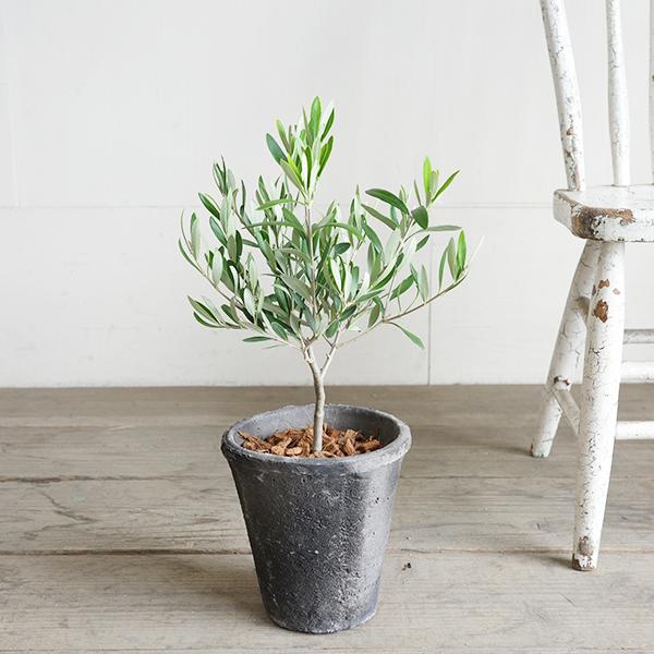 オリーブの木 モスポット テラコッタ鉢植え 送料無料 鉢植え 観葉植物 おしゃれ インテリア 小型 ミニ オリーブ 即日出荷 |  | 08