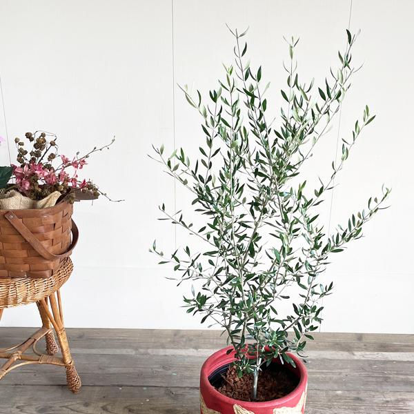 エルグレコ リボンモチーフテラコッタ鉢植え 苗 シンボルツリー