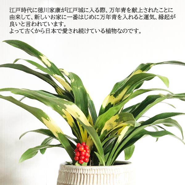 オモト 万年青 陶器鉢植え 観葉植物 中型 引越祝い 長寿祝い 縁起が良い観葉植物 高級感あり 送料無料 即日出荷 Omoto 観葉植物のパーフェクトグリーン 通販 Yahoo ショッピング