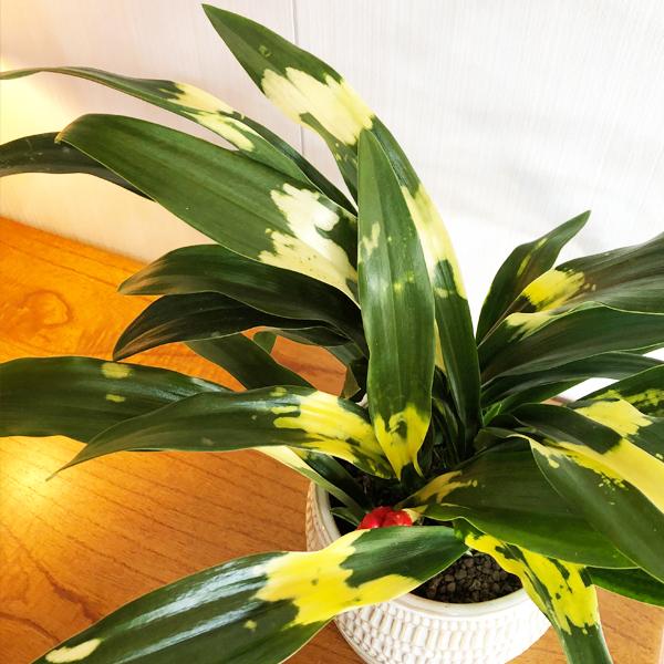 オモト 万年青 陶器鉢植え 観葉植物 中型 引越祝い 長寿祝い 縁起が良い観葉植物 高級感あり 送料無料 即日出荷 Omoto 観葉植物のパーフェクトグリーン 通販 Yahoo ショッピング