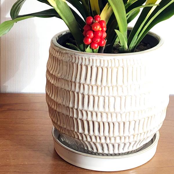 オモト 万年青 陶器鉢植え 観葉植物 中型 引越祝い 長寿祝い 縁起が良い観葉植物 高級感あり 送料無料 即日出荷 Omoto 観葉植物のパーフェクトグリーン 通販 Yahoo ショッピング