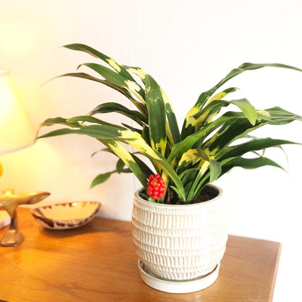 陶器 万年青 オモト 万年青 陶器鉢植え 観葉植物 中型 引越祝い 長寿祝い 縁起が