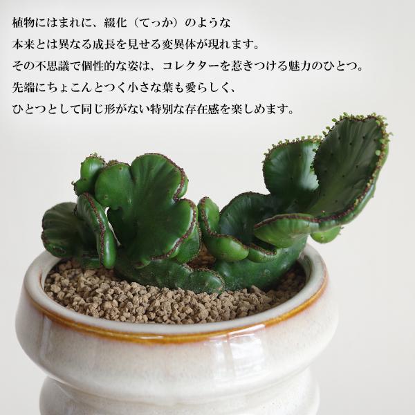 グーチョキパー ユーフォルビア 陶器鉢植え ミニ 卓上 段丸フォルム