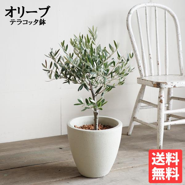 夫婦の木 結婚式 オリーブ オリーブの木 アイボリーテラコッタ鉢植え 植樹式 送料無料 鉢植え 観葉植物 おしゃれ 中型 寒さに強い ウエディング 植樹 記念樹