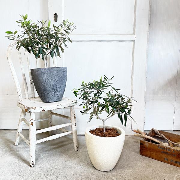 夫婦の木 結婚式 オリーブ オリーブの木 エッグプランター 植樹式 送料無料 鉢植え 観葉植物 おしゃれ 中型 寒さに強い ウエディング 植樹 記念樹 Ori6egg 観葉植物のパーフェクトグリーン 通販 Yahoo ショッピング