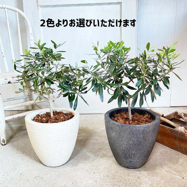 夫婦の木 結婚式 オリーブ オリーブの木 エッグプランター 植樹式 送料無料 鉢植え 観葉植物 おしゃれ 中型 寒さに強い ウエディング 植樹 記念樹 Ori6egg 観葉植物のパーフェクトグリーン 通販 Yahoo ショッピング