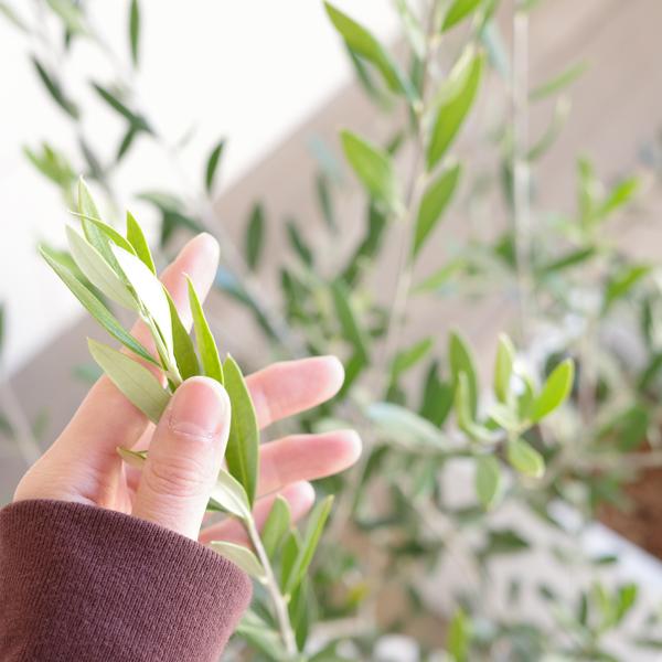 オリーブの木　ホワイト　8号　約160cm　K-201　一点物　希少品種 希少・白葉・室内向き】ホワイト（オリーブの木）〈柳型樹形〉｜1.6m