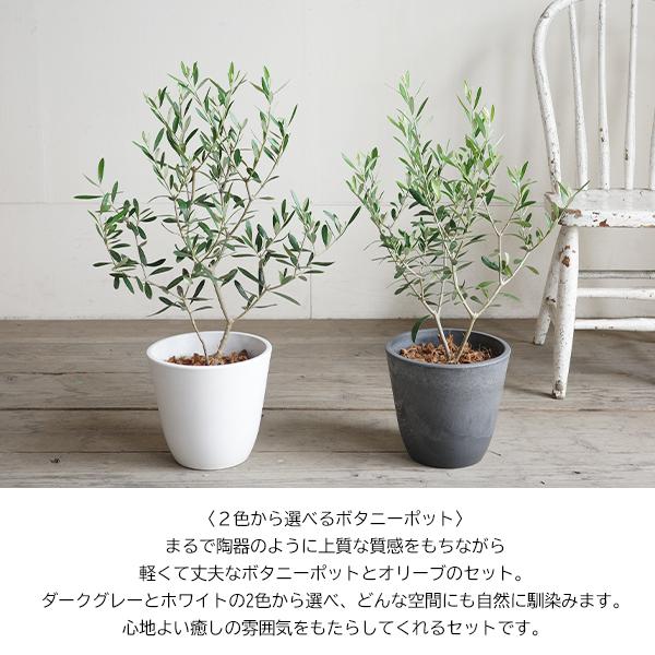 【観葉植物】オリーブの木 鉢ごと発送 オリーブの木 選べる鉢カラー ボタニーポット 新素材 自宅用 ギフト
