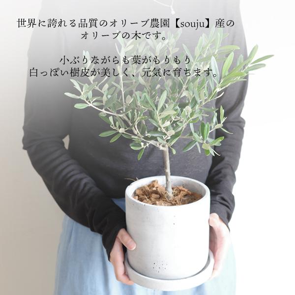 オリーブの木 アッシュグレー セメント鉢植え 丸型 送料無料 オリーブの木 アッシュグレー セメント鉢植え 丸型 送料無料