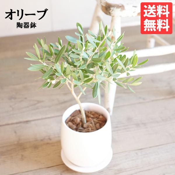 オリーブの木 ホワイト陶器鉢植え 送料無料 鉢植え 観葉植物