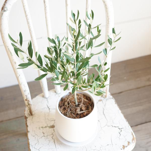 オリーブの木 ホワイト陶器鉢植え 送料無料 鉢植え 観葉植物 オリーブの木 ホワイト陶器鉢植え 送料無料 鉢植え 観葉植物