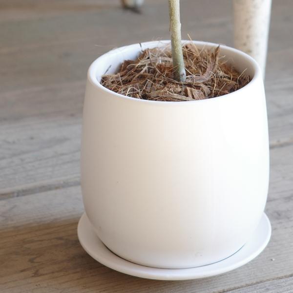 オリーブの木 ホワイト陶器鉢植え 送料無料 鉢植え 観葉植物 おしゃれ