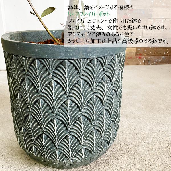 オリーブ ファイバーセメント鉢植え ブルーブラック 送料無料 オリーブ