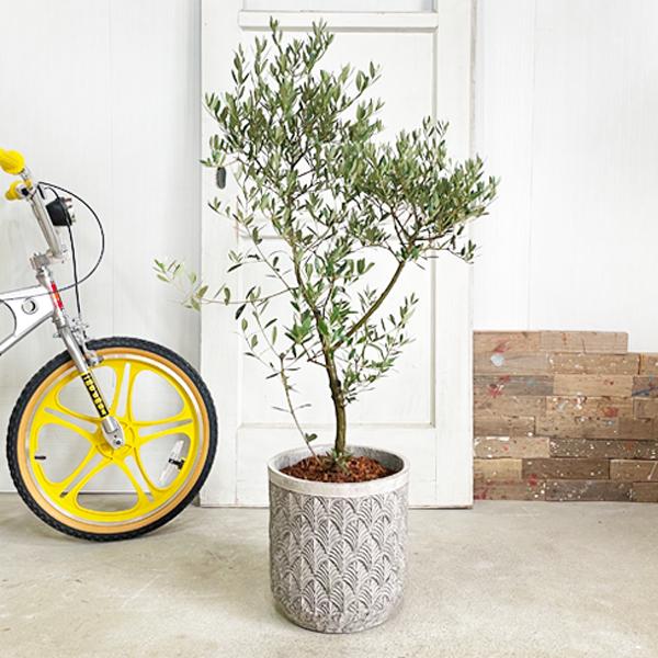 オリーブ ファイバーセメント鉢植え シルバーグレー 送料無料 オリーブ