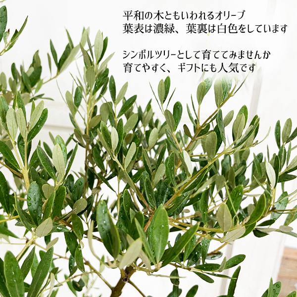 オリーブ ファイバーセメント鉢植え シルバーグレー 送料無料 オリーブ