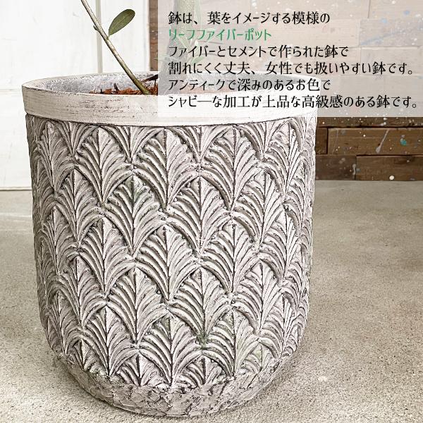 オリーブ ファイバーセメント鉢植え シルバーグレー 送料無料 オリーブ