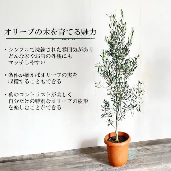 オリーブの木 大型 大鉢 10号 大きい オリーブ 鉢植え 観葉植物