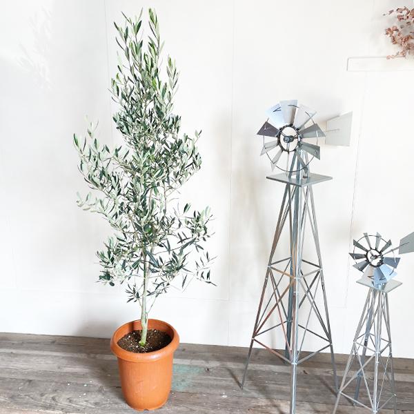 法人宛送料無料 オリーブの木 大型 大鉢 １０号鉢 大きい オリーブ 鉢植え 観葉植物 Orive10 観葉植物のパーフェクトグリーン 通販 Yahoo ショッピング