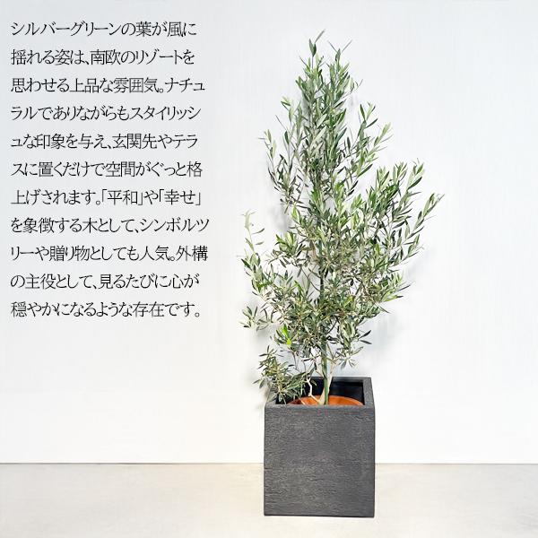 オリーブ オリーブの木 観葉植物 10号 大型 キューブ型 高級鉢カバー付
