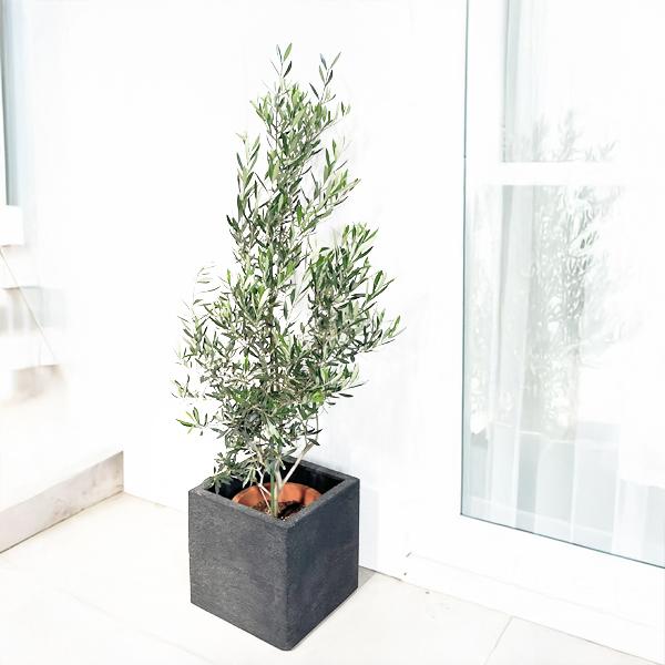 オリーブ オリーブの木 観葉植物 10号 大型 キューブ型 高級鉢カバー付