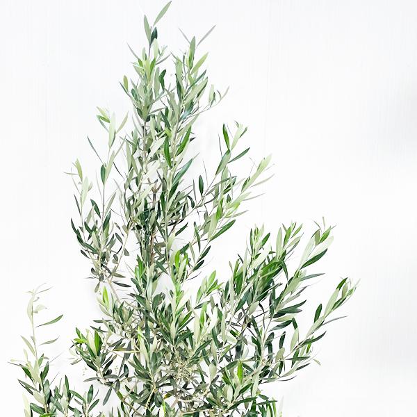 オリーブの木 個性あふれる１点もの　薄型　 大胆な姿に惚れ惚れ　約48cm オリーブの木 個性あふれる1点もの 薄型 大胆な姿に惚れ惚れ 約48cm