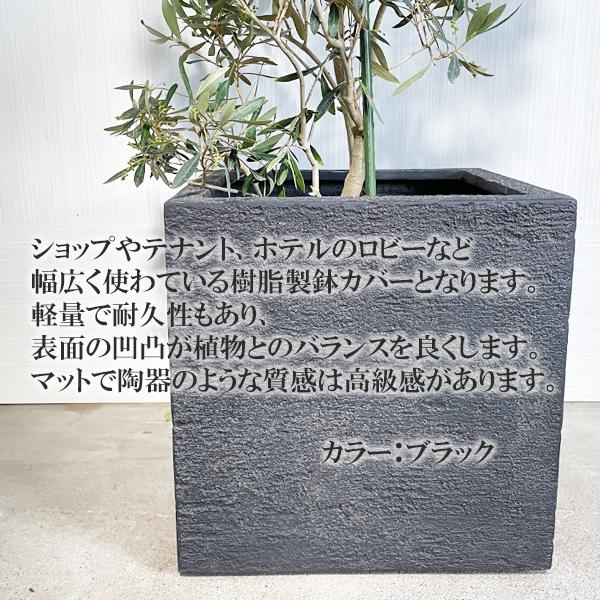 オリーブ オリーブの木 観葉植物 10号 大型 キューブ型 高級鉢 オリーブ オリーブの木 観葉植物 10号 大型 キューブ型 高級鉢