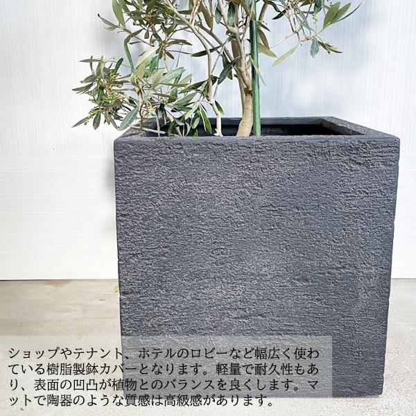 オリーブの木ブラックイタリアン10号約160cmK-66希少品種