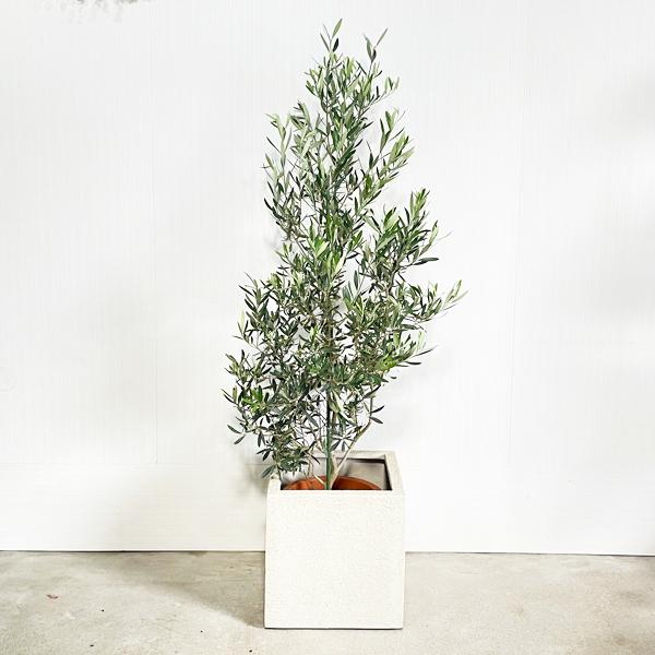 Item Shopping C Yimg Jp I N Pg869 Orive10cubeiv 1